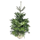 Altura aproximada 100-125 cm, ideal para espacios reducidos o ambientes domésticos que buscan un árbol natural de dimensiones compactas.