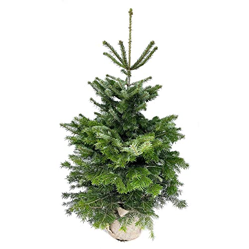 ARBOL DE NAVIDAD NATURAL ABETO NORMANNIANA EN MACETA 125-150 M30 CULTIVO ECOLOGICO