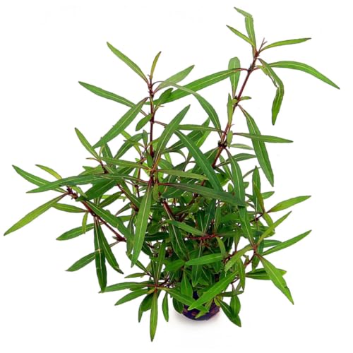 PlantasAcuario Planta acuática HYGROPHILA Tiger ARAGUAIA Planta de Acuario Viva y Natural para acuarios plantados en Maceta de 5cm.