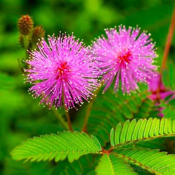 EverSneh Live Sensitive Plant Seeds, Grow Your Own Touch Me Not, Lajwanti, Shy Plant, Mimosa Pudica Plant With Pot (B0B6VPKDZ5) Amazon Price History, Amazon Price Tracker