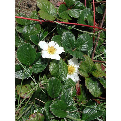 PLAT FIRM Semillas de germinación: Medio - 5-Zoll-Eco-Topf: Coastal Fresa Cover