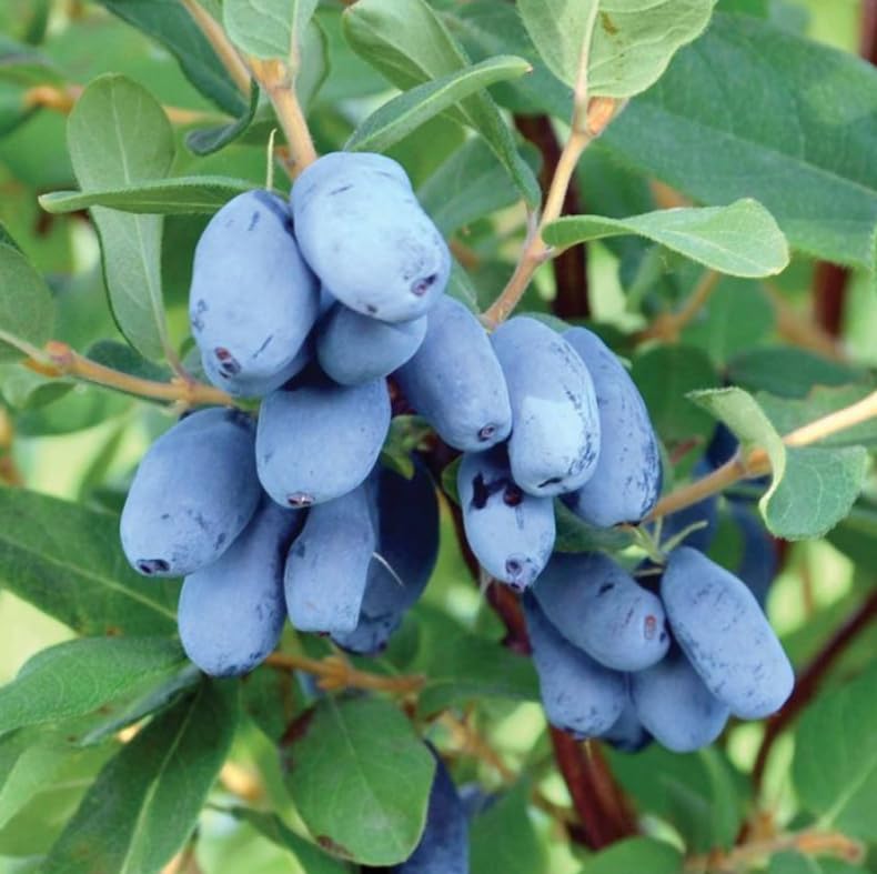 Honeyberry (Haskap) Shrub - 6-12 Tall Live Plant