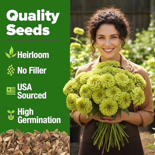 Image of HOME GROWN Envy Zinnia Seeds (2oz) - 8,500 Rare Lime Green Annual Zinnia Flower Seeds for Planting, Fast-Growing Bulk Seed Variety, Premium Garden Companion for 2026 Bloom (Zinnia elegans)