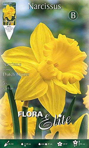 Portal Cool Bulbi primaverili Narciso Tromba maestro olandese Pack 5 Bulbi Bulbi