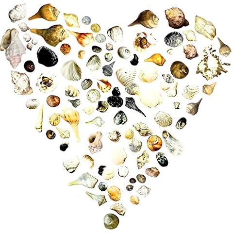 THE OTHER TIDE 500+ Sea Shells Mixed Beach Seashells - Various Sizes up to 2" Shells Cover