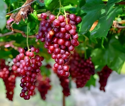 Image of Seedless Sweet Red Grapes Fruit Air Layered Angoor plant pack of 1 with plastic pot|| For Home Garden Outdoor & Indoor