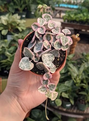 Variegated String Of Hearts Plant Live Succulent Houseplant Ornament Indoor Planting - 4'' Pot #TOP4