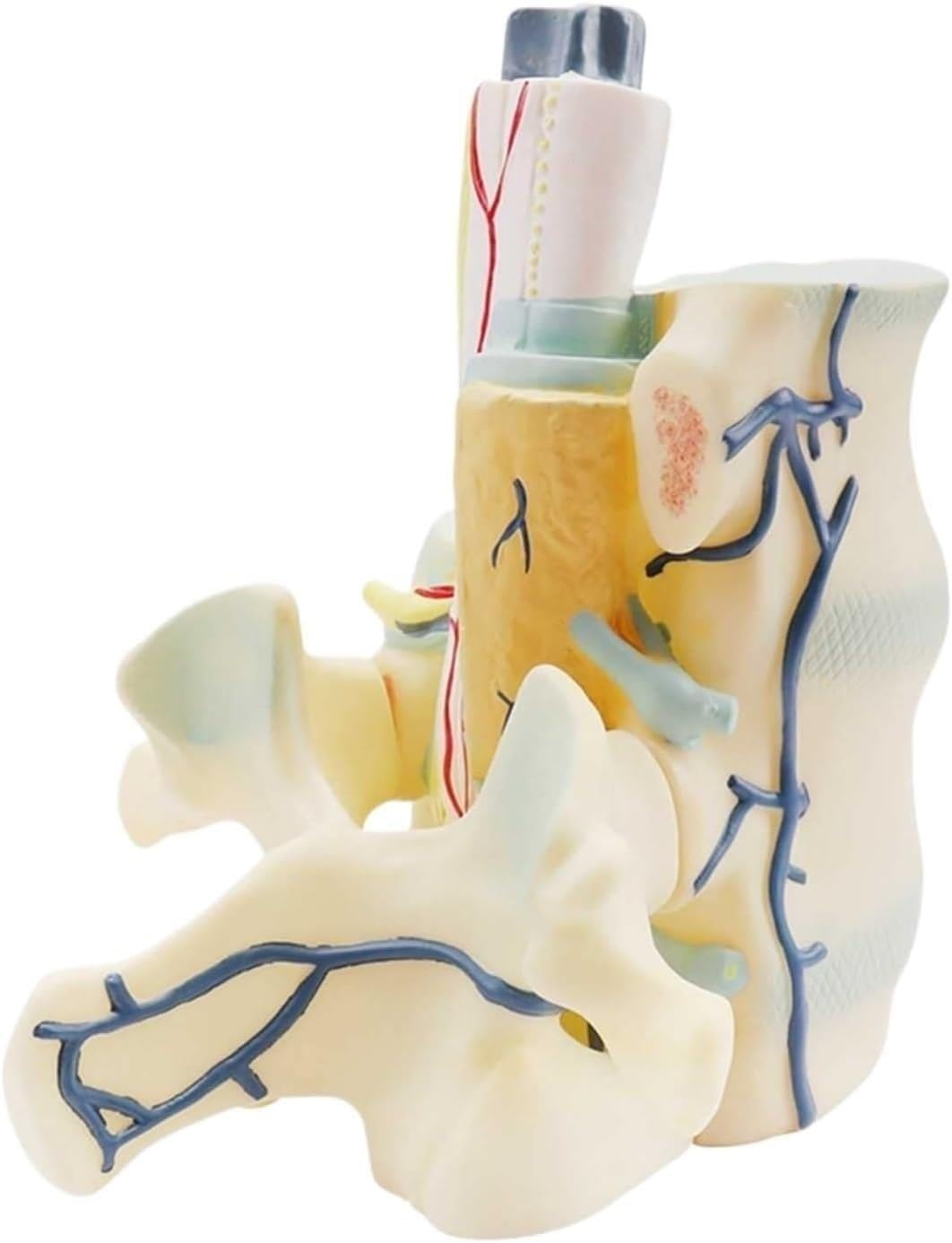 Modelo de anatomía de la columna lumbar con médula espinal y nervios