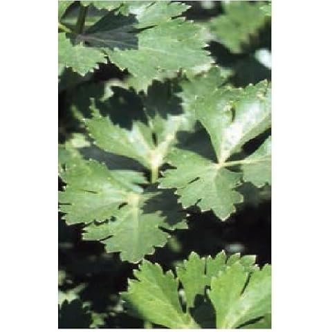 Just Seed Italian Giant Parsley Seeds Cover
