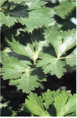 Just Seed - Vegetable - Parsley - Italian Giant - 500 Seeds - Economy Pack