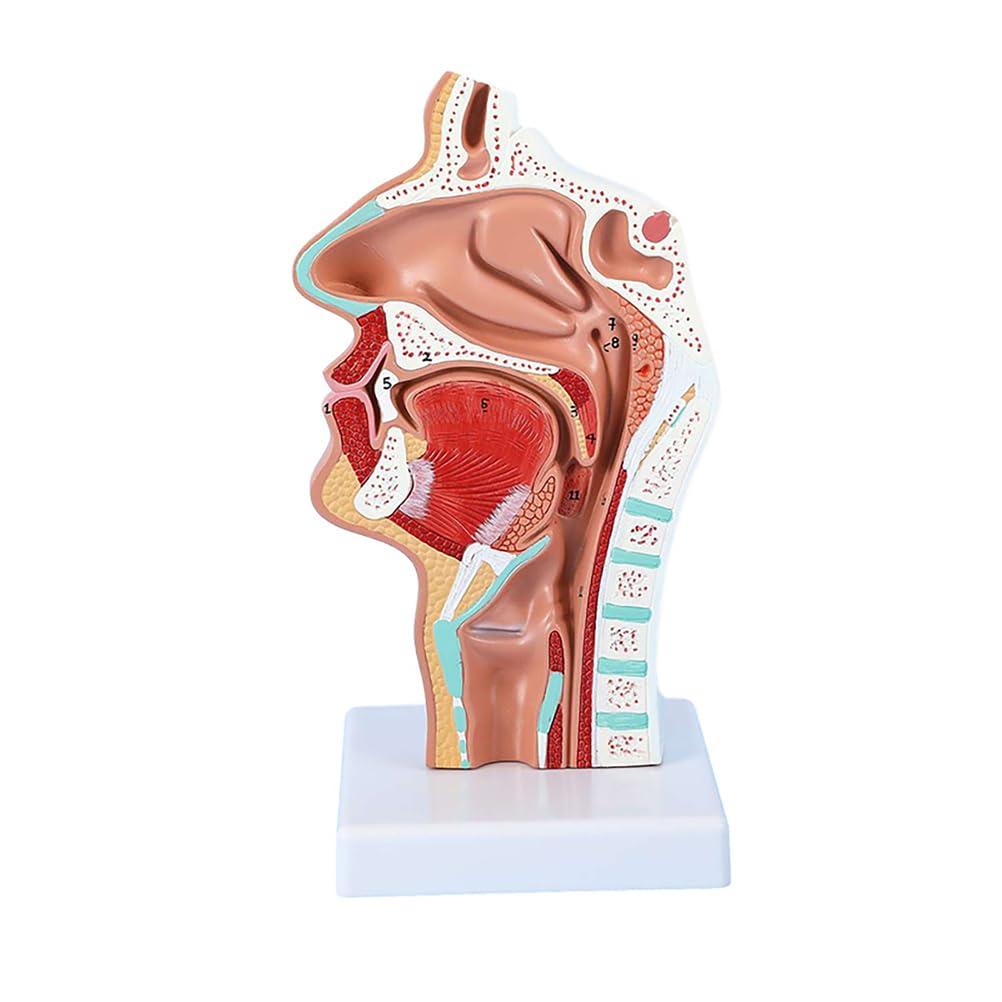 TYZDLSM Human Head Anatomy Model, Nasal Cavity Throat Model, 1:1 Life Size, PVC Medical Teaching Tool, with Digital Markings, for Students and Educators Teaching