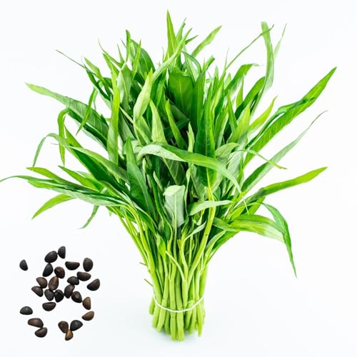 1000 PCs Semillas de Espinaca de Agua No-GMo Semillas de Kangkong Semillas de Hercia Vegetal de Hoja Verde Para Jardines Campos Vegetales Grün