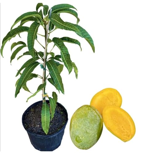 Mango Tree Variety Type, Live Grafted Mangos Trees, Grow Outdoor,