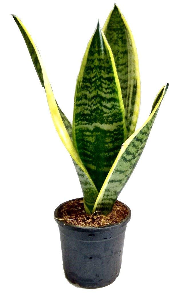 See full amazon price history chart for Duomus Yellow Snake Plant/Air Purifier Plant/Indoor Plant (1 Live Healthy Plant 2 Feet) with Pot Suggest a Change Duomus Yellow Snake Plant/Air Purifier Plant/Indoor Plant (1 Live Healthy Plant 2 Feet) with Pot Suggest a Change (B0C6J6DVZM) Amazon Price History, Amazon Price Tracker