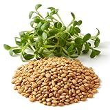 Alfalfa Cover Crop Seeds – Non-GMO Heirloom Legume – Nitrogen-Fixing Forage Crop for Pastures and Soil Improvement – Enhances Fertility and Prevents Erosion – 1,000 Seeds