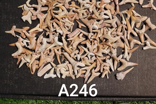 Image of Great Collection of Shark Teeth Fossil Shark Teeth Fossils for Kids Fossils from Morocco A246