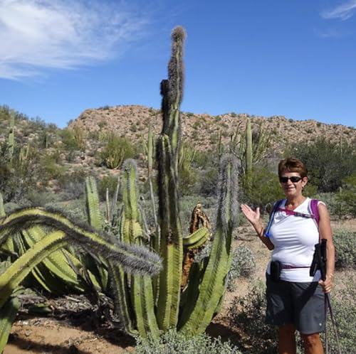 Senita Cactus (Pachycereus schottii) - Extra Large - Live Plant