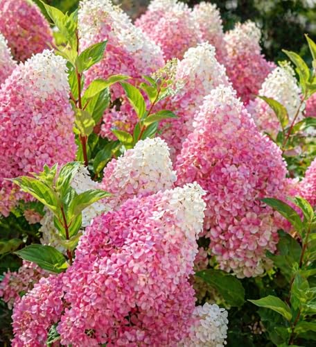 First Editions Vanilla Strawberry Hydrangea Plug Hydrangea paniculata Renhy Starter Plant Color-Changing White to Pink Blooms Hardy Flowering Shrub for Garden & Landscape (2)