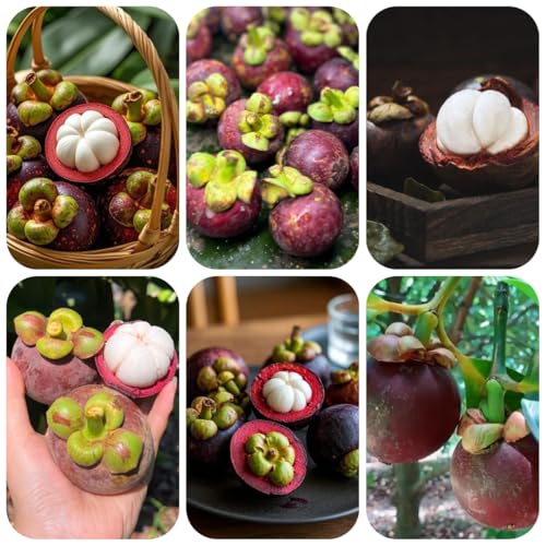 Mangostan Semillas Marca Generic