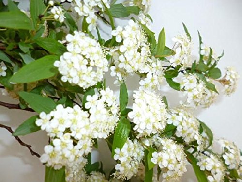 コデマリは強剪定しても大丈夫 剪定方法と時期はいつ頃 お庭ブログ