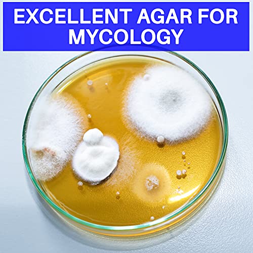 Potato Dextrose Agar Powder 100 Grams - Evviva Sciences - Makes 100-125 Premium Agar Petri Dishes - Premium Performance - Excellent for Mold & Fungus - Great for Mushrooms & Science Projects - Thumbnail 6