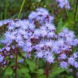 Blue Mist Flower Seeds - About 100 Seeds, Full-Part Sun