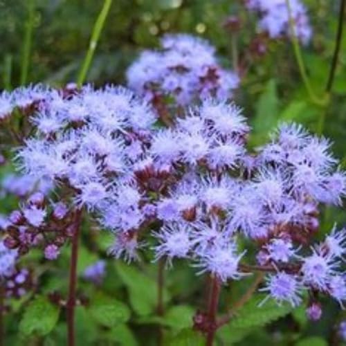Blue Mist Flower Seeds