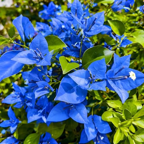 Image of Rare Bougainvillea Live Flower Plant || Healthy Live Plant with Grow Bag & Secure Packing || Beautiful Flower Garden Decoration (blue)