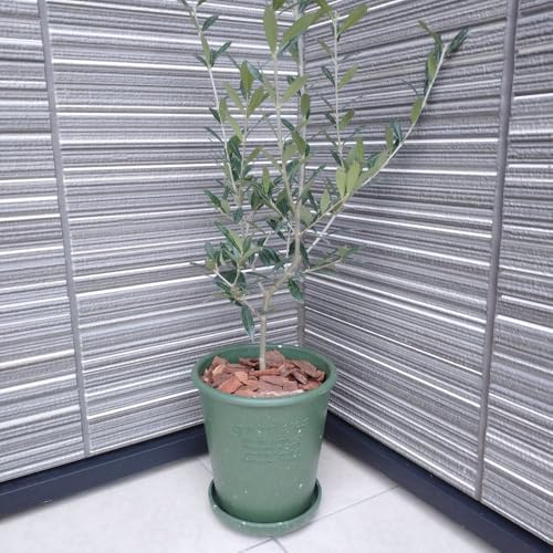 sI[u̖ GR|bg 6At Iׂ锫J[ (O[)