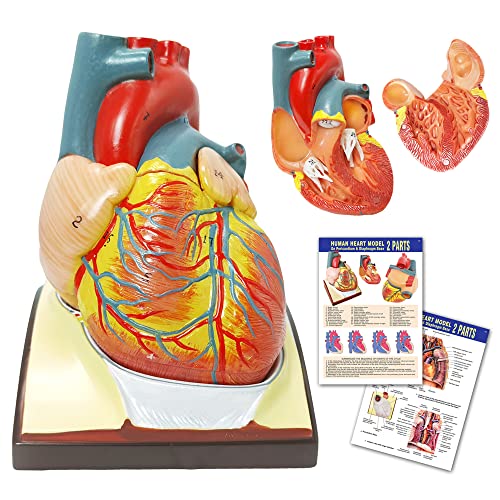 Image of HADWYN Human Heart Model Life Size Medical Heart Model for Anatomy, 2 Part Heart Models Anatomy