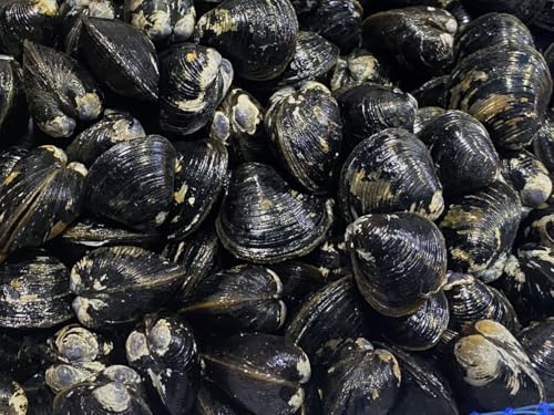 挧 ΎY a TCY 1kg i܁j Y  Ns