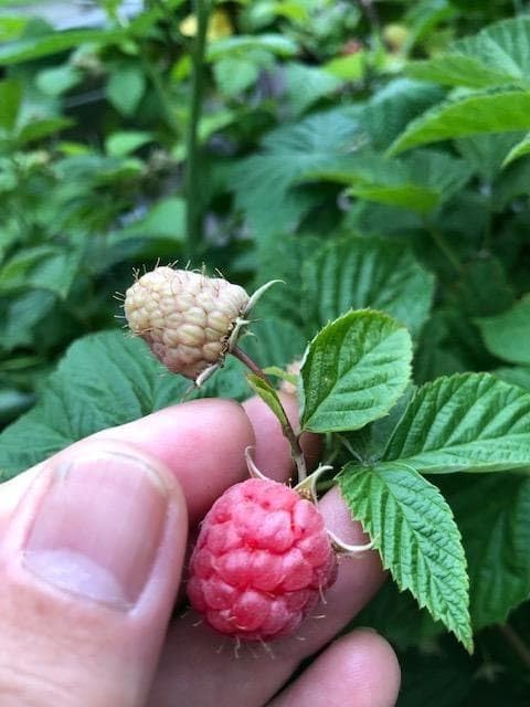 Amazon｜ラズベリー苗 マラハトNOT｜観葉植物 オンライン通販