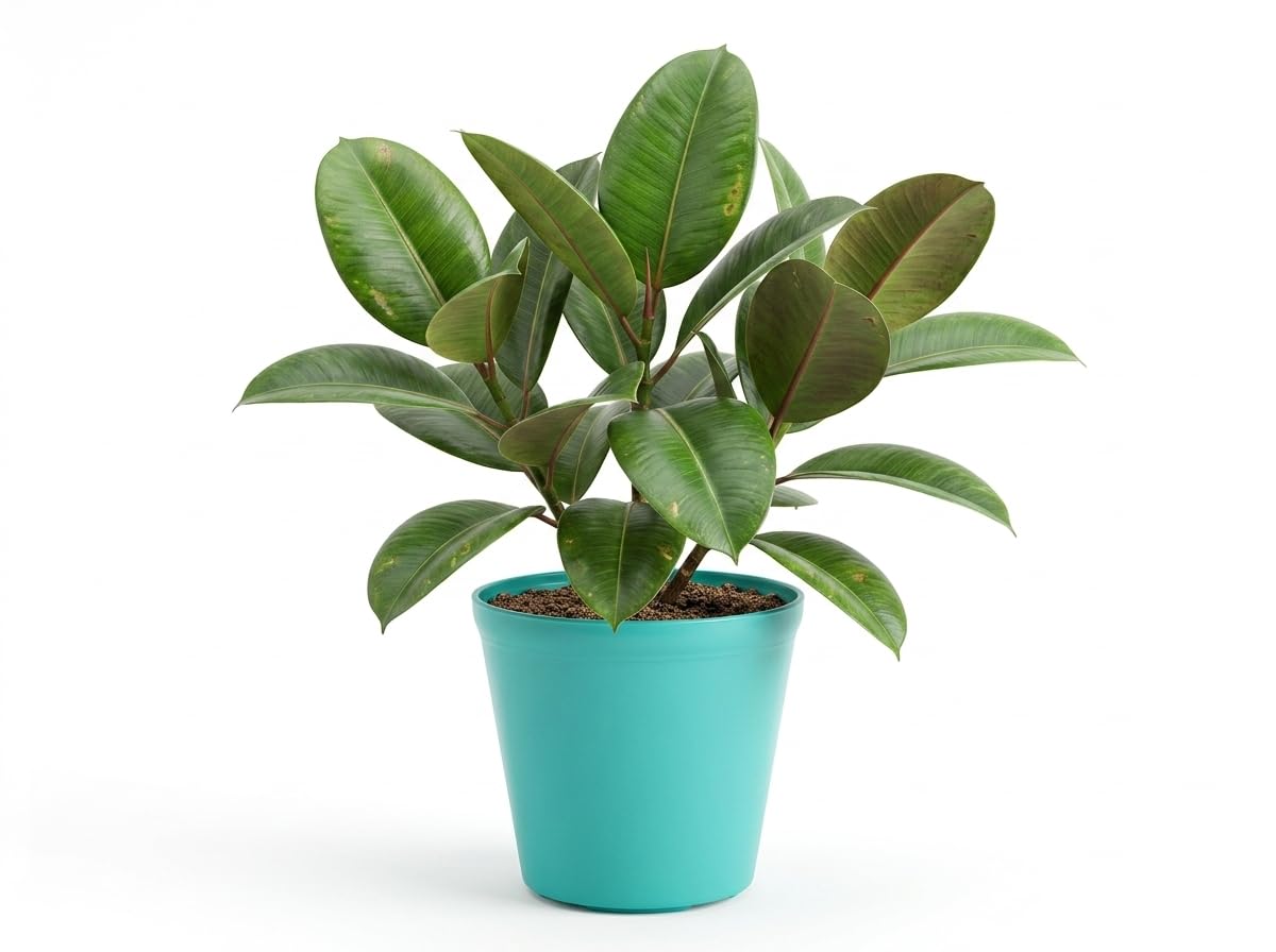 Rubber Plant Live Indoor Plant with Pot 4 Inch| Air Purifying Decorative Houseplant | Low Maintenance Ficus Elastica Plant for Home, Office, Living Room & Balcony Décor-image-45