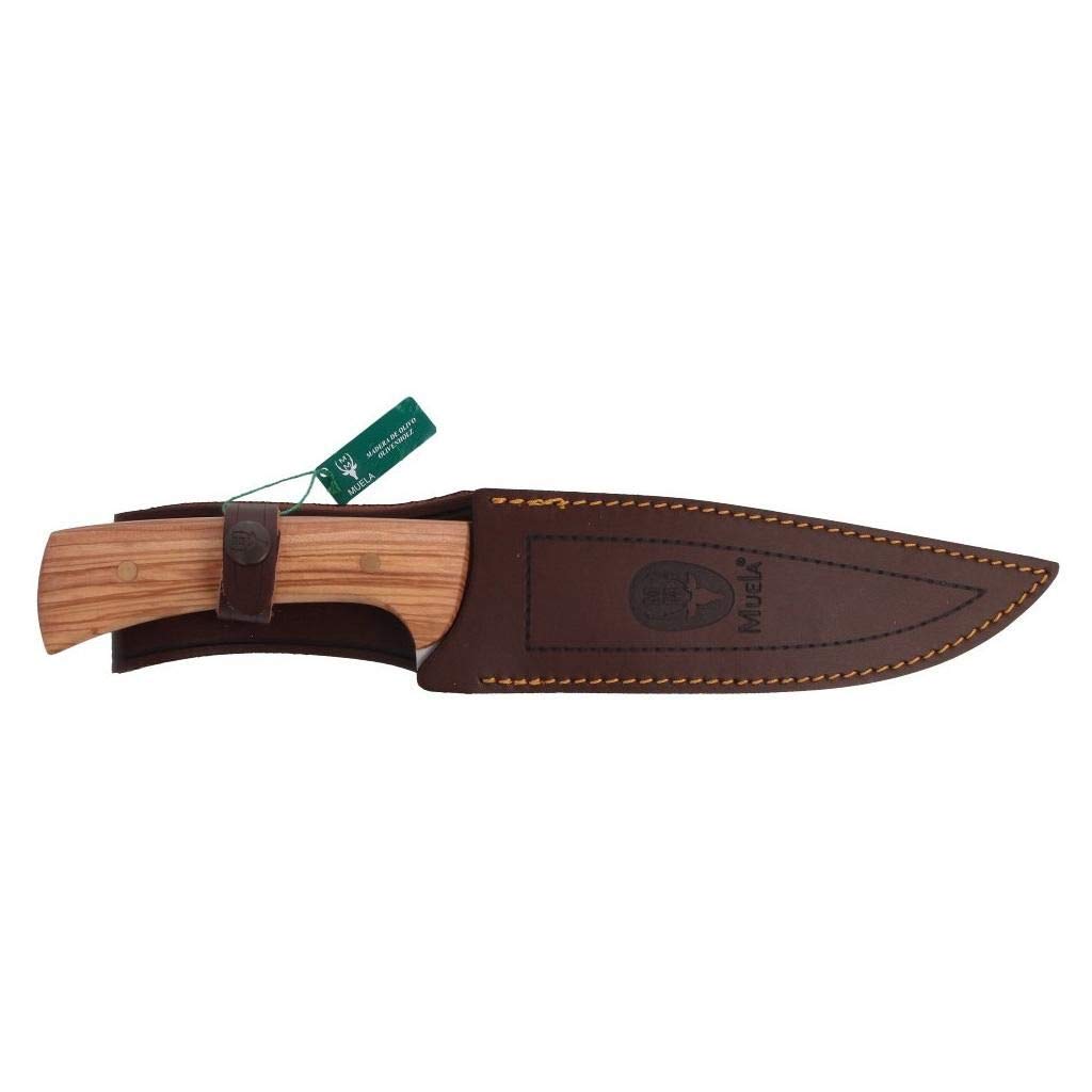 Muela Cuchillo Jabali JABALI-17 OL hoja de acero MoVa de 17 cm y empuñadura de madera de olivo para Caza, Pesca, Supervivencia y Bushcraft - Realizado en Ciudad Real