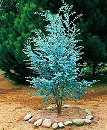 money tree pics Money Tree Plant - 6 Inch Decor Pot main image 0