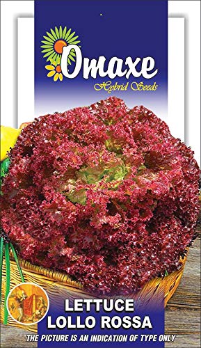 Lettuce Imported Lollo Rosso Exotic Seeds - Pack of 2 Kitchen garden seeds packet (B07MFZ43CG) Amazon Price History, Amazon Price Tracker
