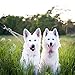 PETTOM Heavy Duty 2 Way Dog Lead Metal Chain Double Pet Clip Leash Coupler 360° Swivel No Tangle Double Dog Walking & Training Leash(S 3.0mm*50cm Double Leash, Silver)