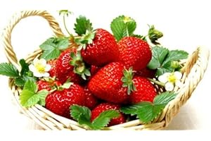 Everbearing Ozark Beauty Strawberry Plants