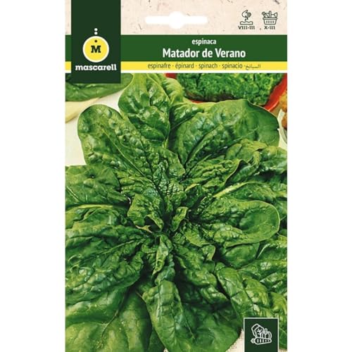 Mascarell Semillas, ESPINACA, Semillas Huerto, ESPINACA MATADOR DE VERANO, Crea tu Propio Huerto Urbano y Cultivo en Casa, Plantas Hortícolas, 12 Gramos