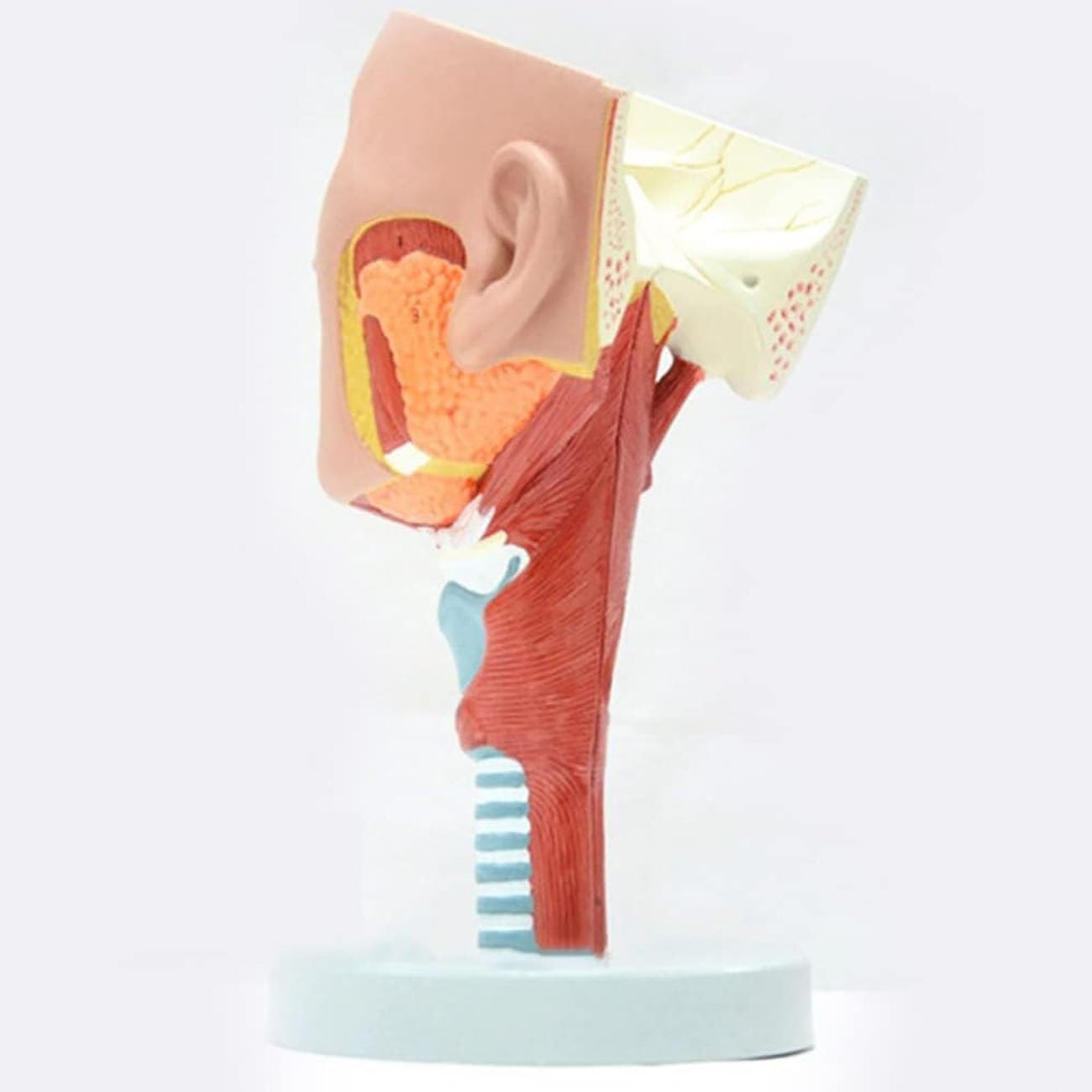 model anatomiczny, Model anatomiczny ludzkiego mięśnia gardłowego i krtani