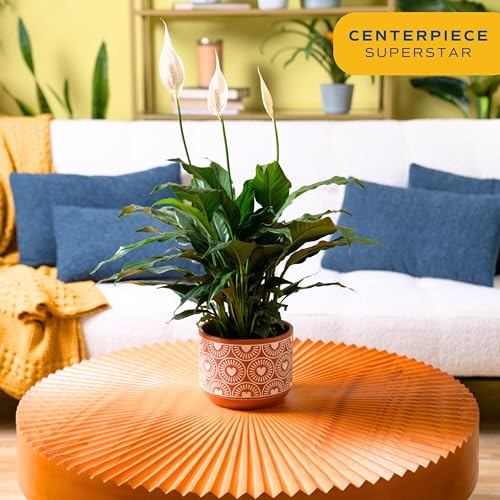 Costa Farms Peace Lily, Live Indoor Plant with Blooming Flowers Delivery, Easy to Grow Houseplant in Plant Pot, Thinking of You, Get Well Soon Gift, Room Decor, 1 Foot Tall Costa Farms Peace Lily, Live Indoor Plant with Blooming Flowers Delivery, Easy to Grow Houseplant in Plant Pot, Thinking of You, Get Well Soon Gift, Room Decor, 1 Foot Tall