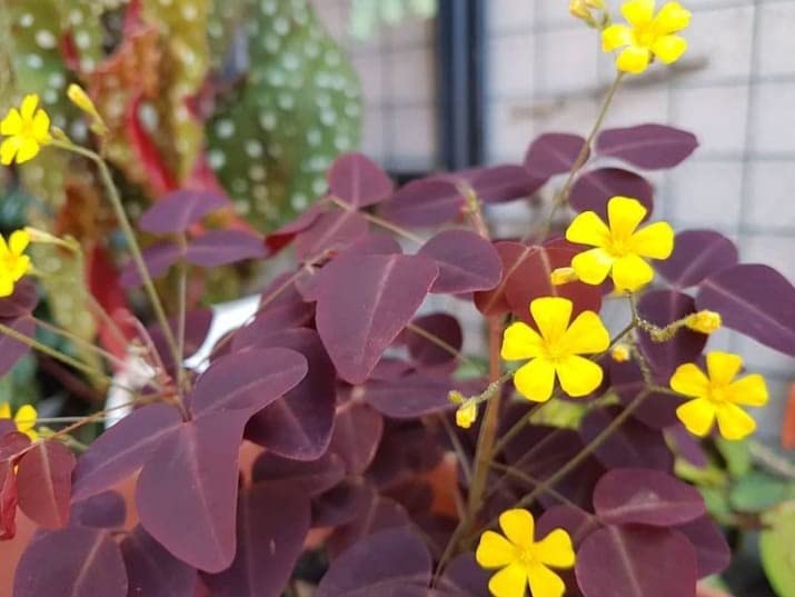 Ritz Farming� Imported Veriety Oxalis Flower Bulbs milticolour color Flower bulbs pack of 4 bulbs flowers (B0B1MX3JCZ) Amazon Price History, Amazon Price Tracker