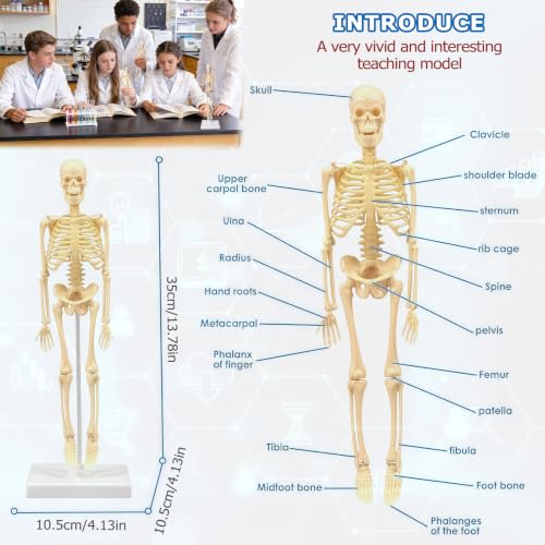 Image of Mini Human Skeleton Model,Skeleton Teaching Model,Easy to Assemble, Removable Spine Whole Body for Study Teaching Demonstration