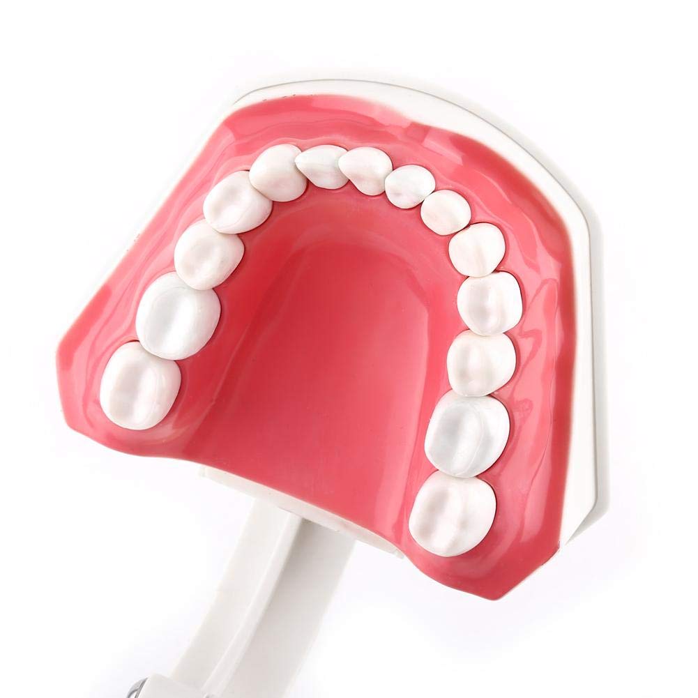 Akozon 1pc Modèle Dentaire 28 Dents Enseignement Dents Brossage Etude Démonstration Dentiste Outil
