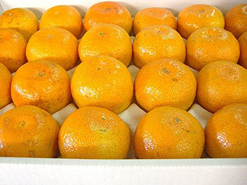 紀州田舎の小さな八百屋さん 【少し訳あり】 和歌山県産 ハウスみかん Mサイズ 24個入り