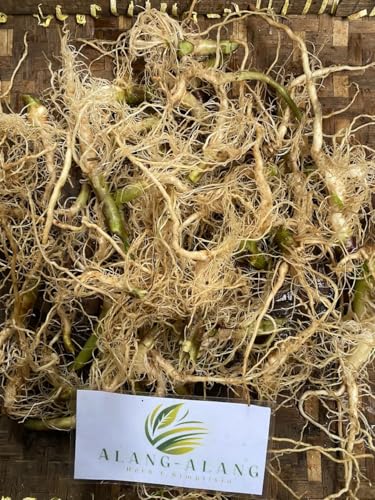 Akar Ciplukan (Physalis angulata) Dried Root (30 gram)