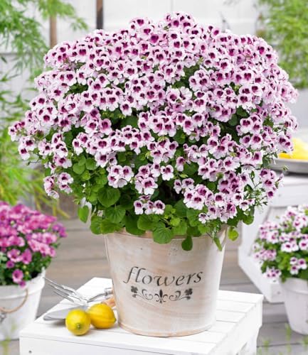 BALDUR-Garten 3x Duft-Geranie 'Mosquitaway Lizzy', Pflanzen im 10...