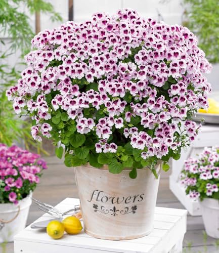 BALDUR-Garten Duft-Geranie 'Mosquitaway Lizzy', 3 Pflanzen, Pelargonium...