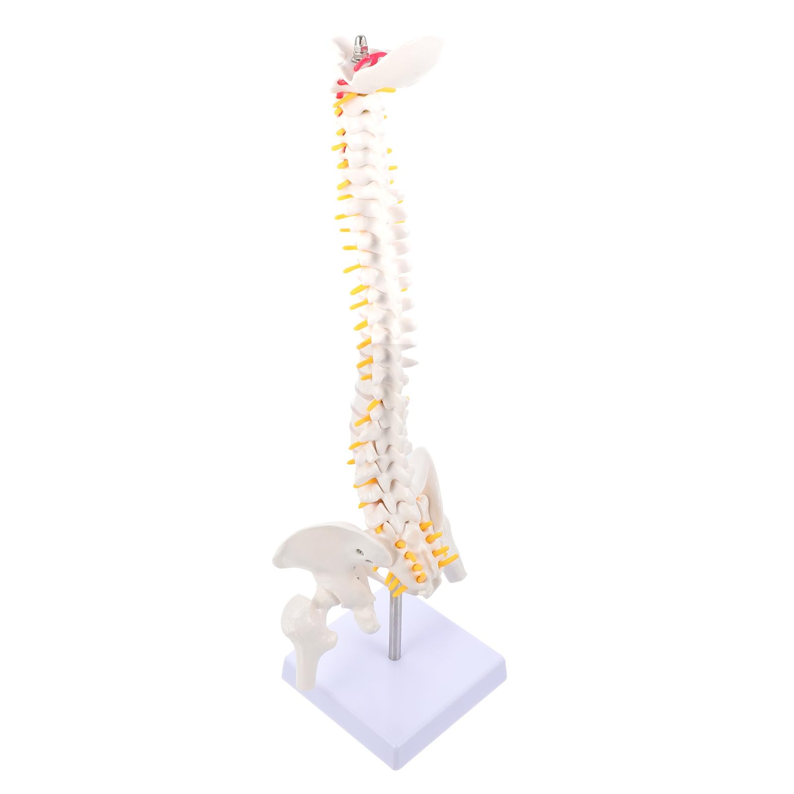 1pezzi Modello Anatomico Della Colonna Vertebrale Dettagli Realistici Per Educazione Medica e Insegnamento Anatomico