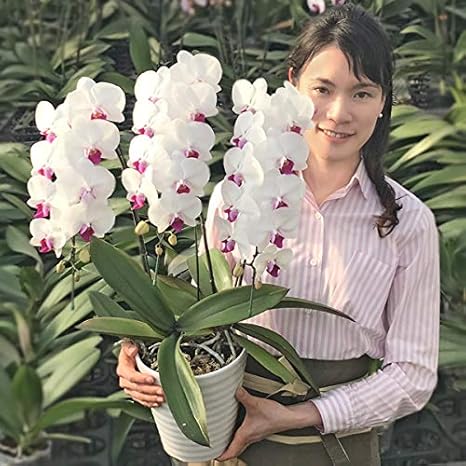 Amazon ふじみ野ラン園 幸せが飛んでくる胡蝶蘭 生花 お中元 お誕生日ギフトに最適 贈り物にもご自宅用にも楽しめる花持ち抜群中輪胡蝶蘭3本立ち 生花 ギフト 赤リップ 各種お祝い 開店祝い お誕生日 退職祝いなどご自宅でも育てやすい小さすぎない3本立ち 品質保証 Amazon ふじみ野ラン園 幸せが飛んでくる胡蝶蘭 生花 お中元 お誕生日ギフトに最適 贈り物にもご自宅用にも楽しめる花持ち抜群中輪胡蝶蘭3本立ち 生花 ギフト 赤リップ 各種お祝い 開店祝い お誕生日 退職祝いなどご自宅でも育てやすい小さすぎない3本立ち 品質保証